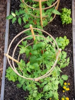 Bamboo Tomato Cages, Set Of 3 -The Garden Shed Store 8613426 6921