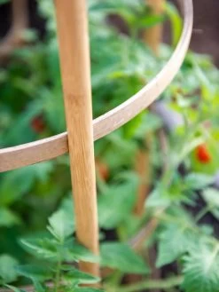 Bamboo Tomato Cages, Set Of 3 -The Garden Shed Store 8613426 6924