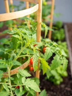 Bamboo Tomato Cages, Set Of 3 -The Garden Shed Store 8613426 6934