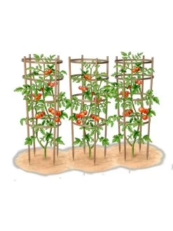 Bamboo Tomato Cages, Set Of 3 -The Garden Shed Store 8613426 art