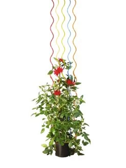 Rainbow Spiral Supports, Set Of 5 -The Garden Shed Store GS36377 03S tif
